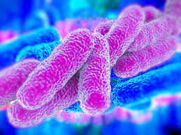 batterio Legionella visto al micoscopio elettronico